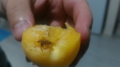 Pterygota