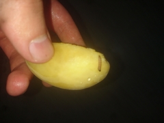 Pterygota