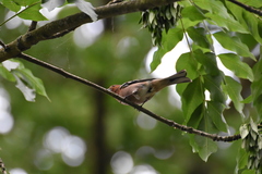 Fringilla coelebs
