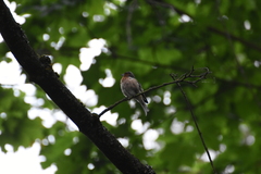Fringilla coelebs