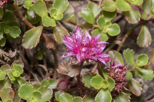 Caucasian Stonecrop