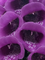 Digitalis purpurea