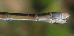 Lestes vigilax