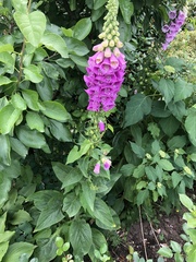 Digitalis purpurea