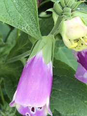 Digitalis purpurea