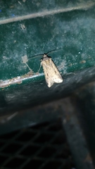 Lepidoptera