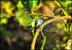 Brachydiplax