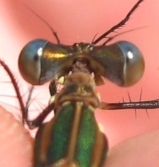 Lestes vigilax