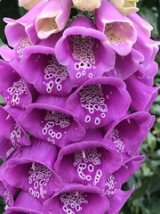 Digitalis purpurea
