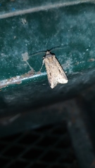 Lepidoptera
