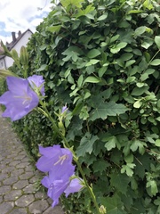 Campanula persicifolia