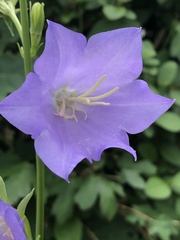 Campanula persicifolia