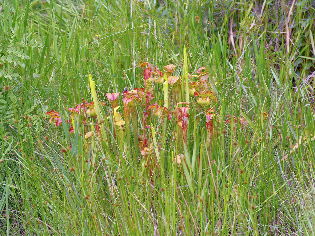 Sarracenia alata, Texas, US