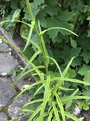 Campanula persicifolia