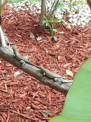 Leiocephalus carinatus