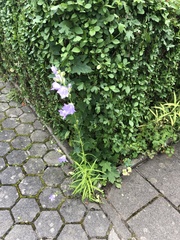Campanula persicifolia