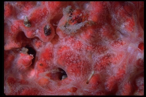 Representative image of Crambeidae