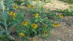 Tetragonotheca texana