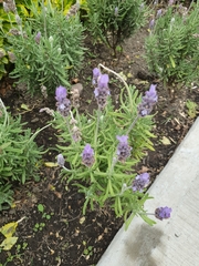 Lavandula dentata