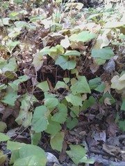 Magnoliopsida