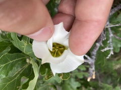 Calochortus bruneaunis