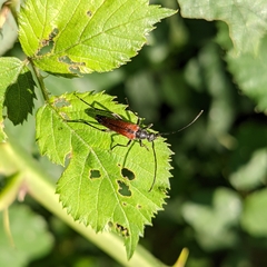 Stenurella melanura