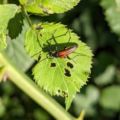 Stenurella melanura