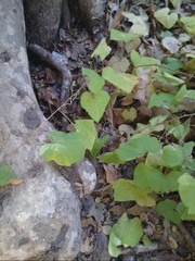Magnoliopsida