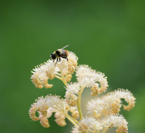 Orange-legged Drone Fly photo 5