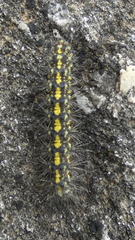 Setina aurita