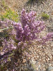 Erica uberiflora