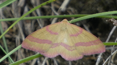 Rhodostrophia calabra