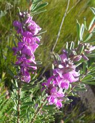 Indigofera flabellata