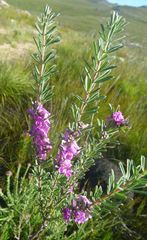 Indigofera flabellata