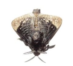 Podalia thanatos