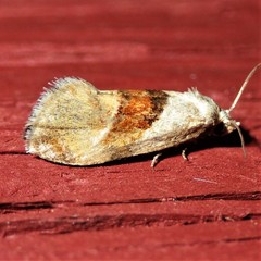 Cochylis viscana