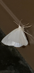 Abaeis albula