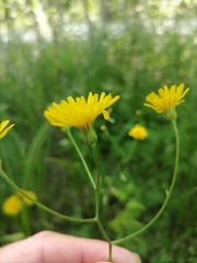 Crepis mollis
