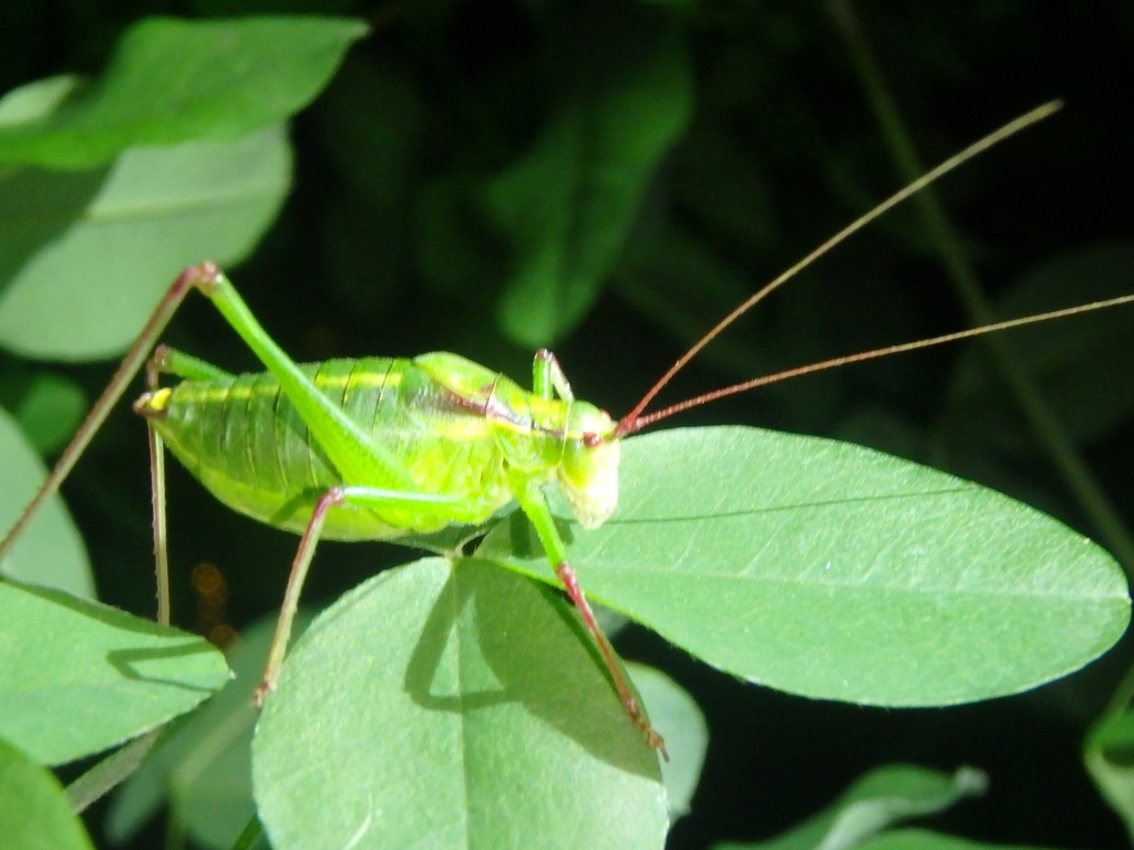 Isophya pylnovi