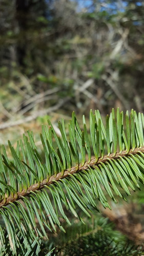 Hickel's fir