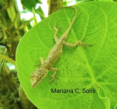 Anolis laeviventris