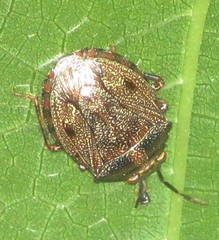Discocephalinae