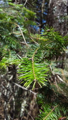 Abies hickelii