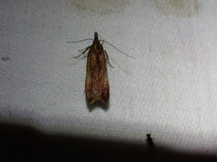 Dichomeris ustalella