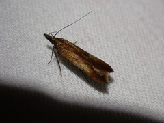 Dichomeris ustalella
