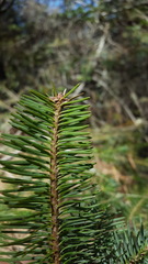 Abies hickelii