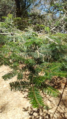 Abies hickelii