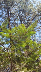 Abies hickelii