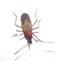 Dysdercus ruficollis