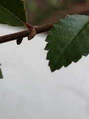 Arthropoda